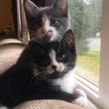 Entry image for Duke & Onyx