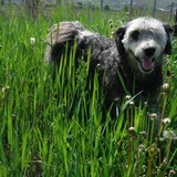 Entry image for Jake