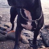 Entry image for Onyx