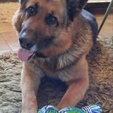 Entry image for Rudy