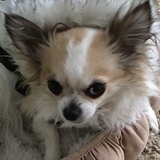 Entry image for Jujube