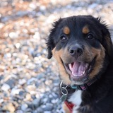 Entry image for Ripley