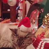 Entry image for Debs