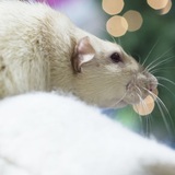 Entry image for Moose