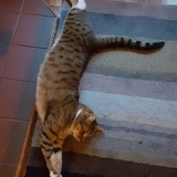 Entry image for Pandora 