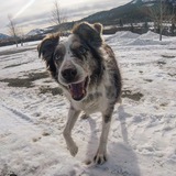 Entry image for Rocket MacDonald 