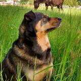 Entry image for Shyla