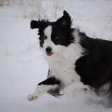 Entry image for sammy