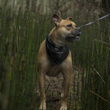 Entry image for Moose