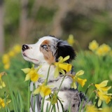 Entry image for Traeger