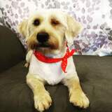 Entry image for Poppy