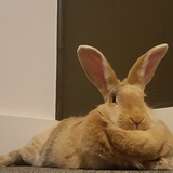 Entry image for Peanut