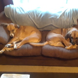 Entry image for Molly and Bella