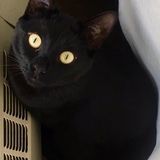 Entry image for Monster