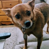 Entry image for Coco