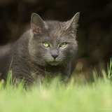 Entry image for Louie