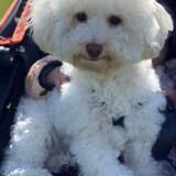 Entry image for Teddy