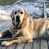 Entry image for Bailey Boy