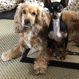 Entry image for Poppy & Eddie