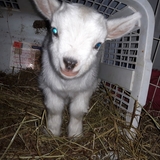 Entry image for Holly