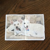 Entry image for Oscar and Jas