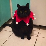 Entry image for Snoopy