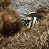 Entry image for Murphy