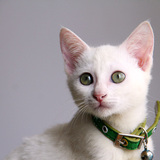 Entry image for Ghost