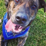 Entry image for Swarley