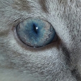 Entry image for Phoenix