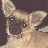 Entry image for Pyper