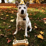 Entry image for Ludwig