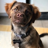 Entry image for Kovu