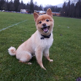 Entry image for Sampson