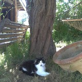 Entry image for Telesto