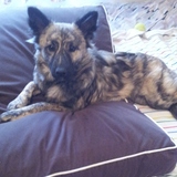 Entry image for Honey