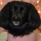 Entry image for Bella Boogie Bum