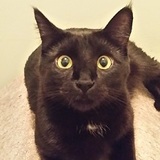 Entry image for Kokanee