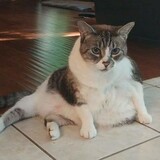 Entry image for Mowgli 