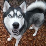 Entry image for Ralph