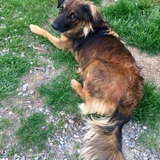 Entry image for Harley