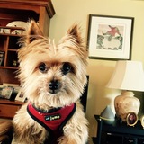 Entry image for Dobby