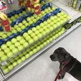 Entry image for Star