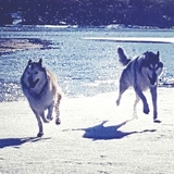 Entry image for Nina and Diesel 