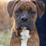 Entry image for Chester 