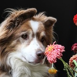 Entry image for Reina