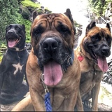 Entry image for Bruce, Betty, Sir Edward-Anne Wrinkleton 