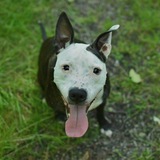 Entry image for Milton