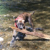 Entry image for Helo