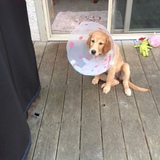 Entry image for Marley